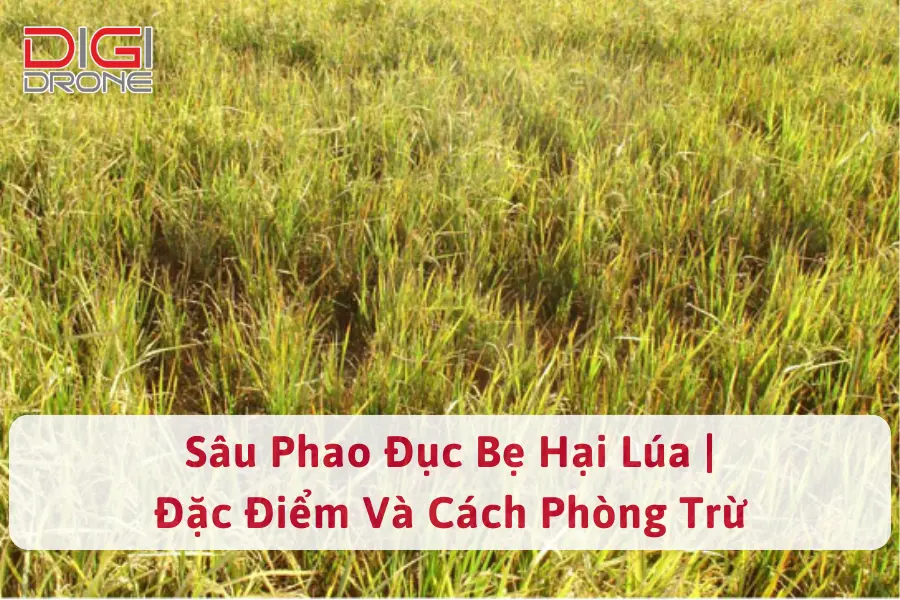 Sâu Phao Đục Bẹ Lúa: Đặc Điểm, Tác Hại & Biện Pháp Phòng Trừ Hiệu Quả