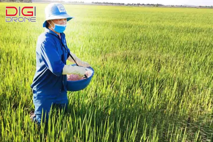 bón phân kali vào thời điểm nào