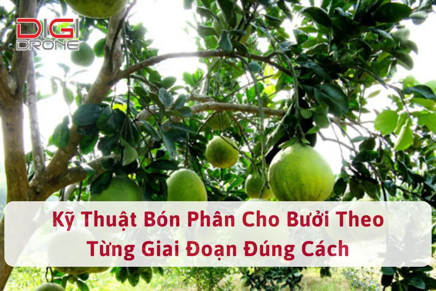 Kỹ Thuật Bón Phân Cho Bưởi Theo Từng Giai Đoạn Đúng Cách