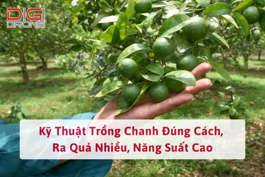 Kỹ Thuật Trồng Và Chăm Sóc Chanh