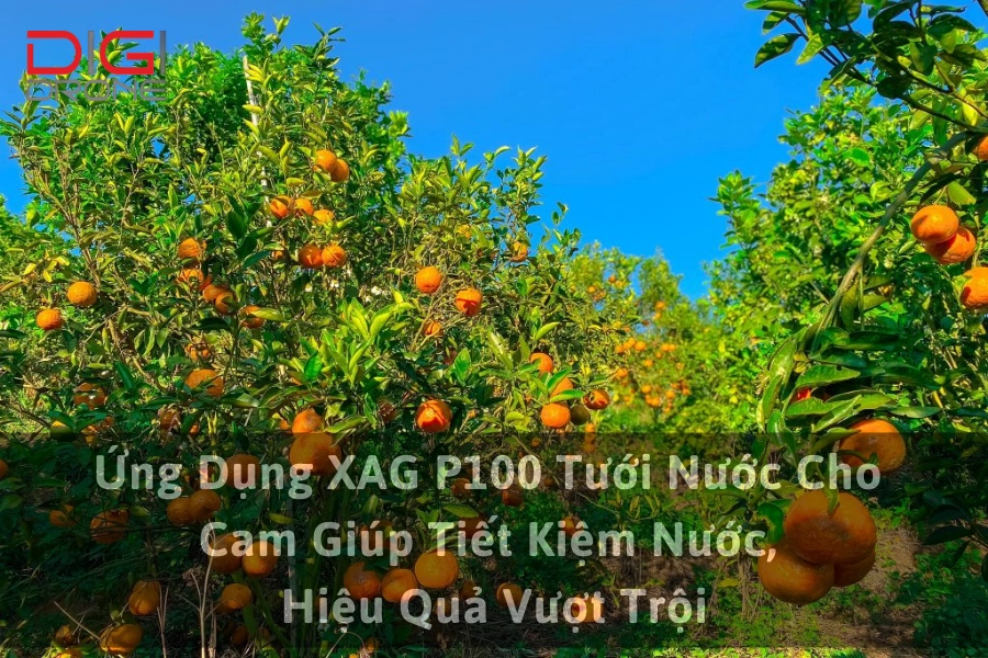 Ứng Dụng XAG P100 Tưới Nước Cho Cam Giúp Tiết Kiệm Nước, Hiệu Quả Vượt Trội