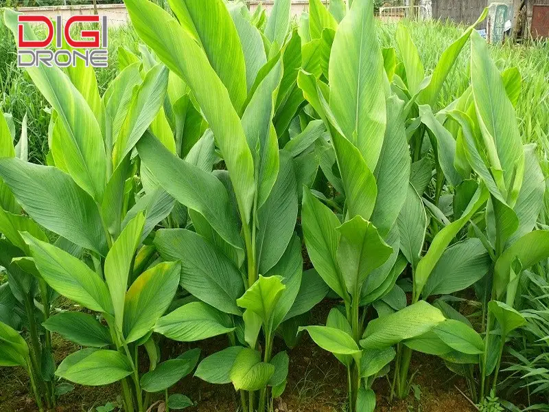 Phương pháp bón phân cho cây nghệ