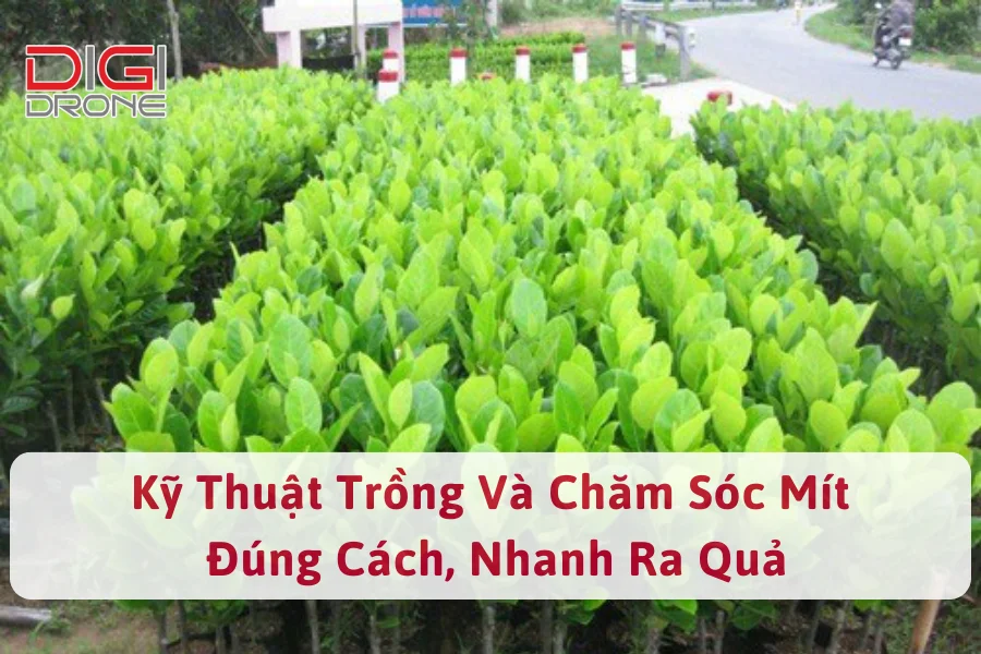 Kỹ Thuật Trồng Và Chăm Sóc Mít