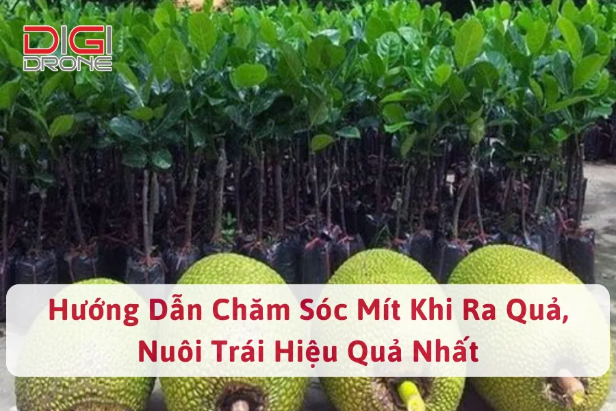 Hướng Dẫn Chăm Sóc Mít Khi Ra Quả, Nuôi Trái Hiệu Quả Nhất