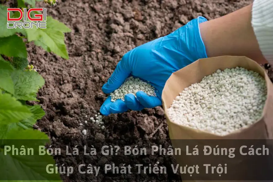 Phân Bón Lá Là Gì? Bón Phân Lá Đúng Cách Giúp Cây Phát Triển Vượt Trội