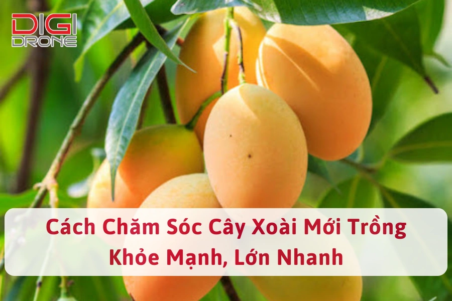 Cách Chăm Sóc Cây Xoài Mới Trồng Khỏe Mạnh, Lớn Nhanh