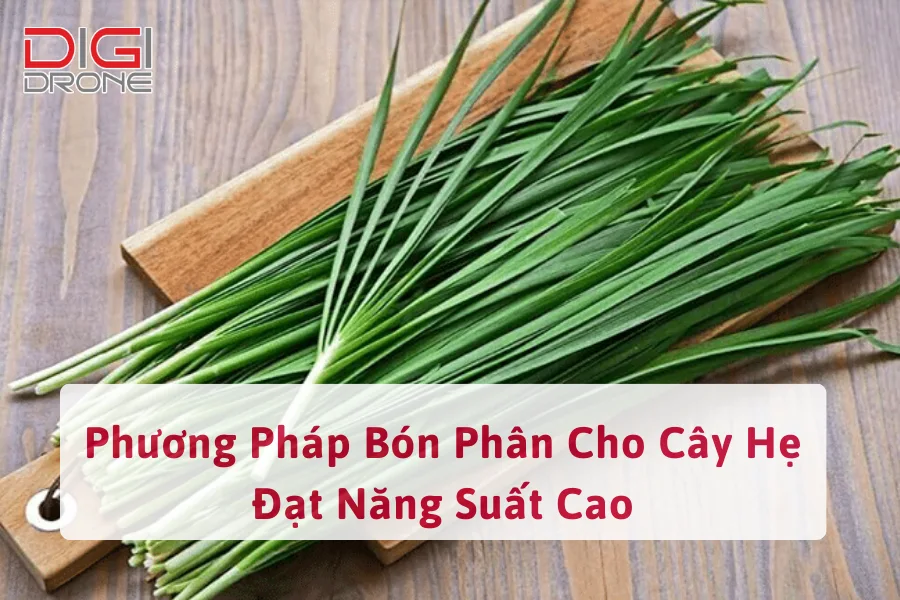 Phương Pháp Bón Phân Cho Lá Hẹ Đạt Năng Suất Cao