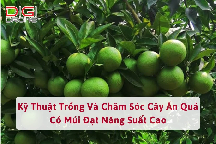 Kỹ Thuật Trồng Và Chăm Sóc Cây Ăn Quả Có Múi