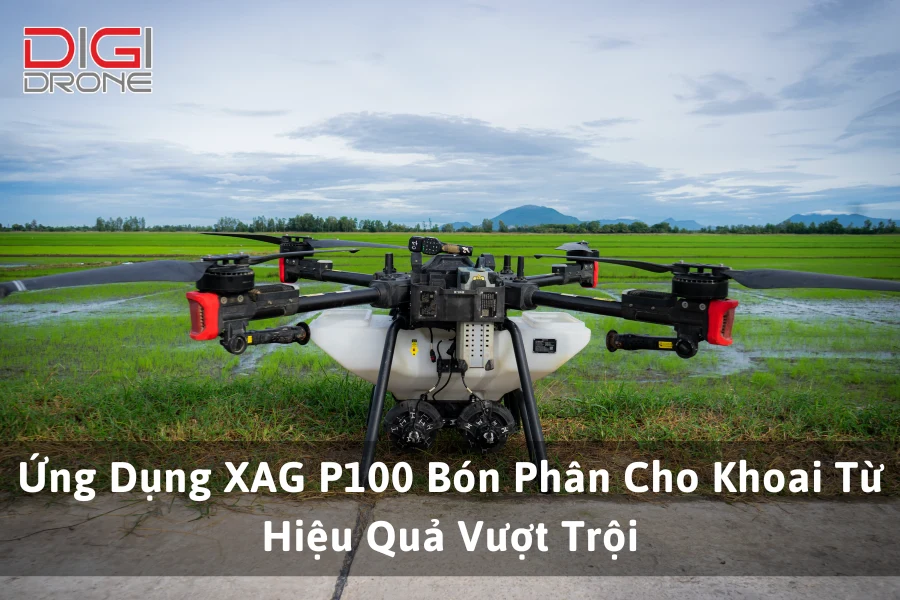 Ứng Dụng XAG P100 Bón Phân Cho Khoai Từ Hiệu Quả Vượt Trội