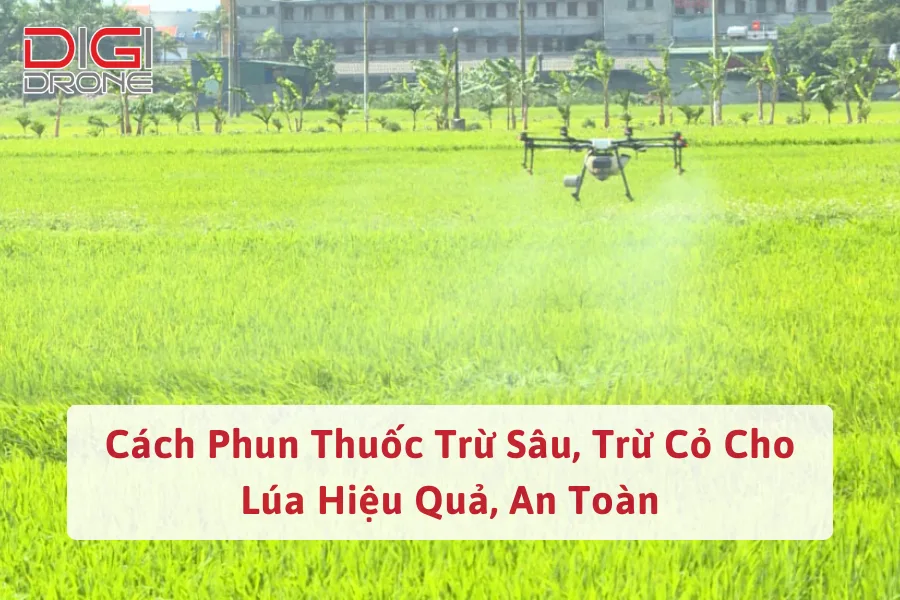 Cách Phun Thuốc Trừ Sâu, Trừ Cỏ Cho Lúa Hiệu Quả, An Toàn