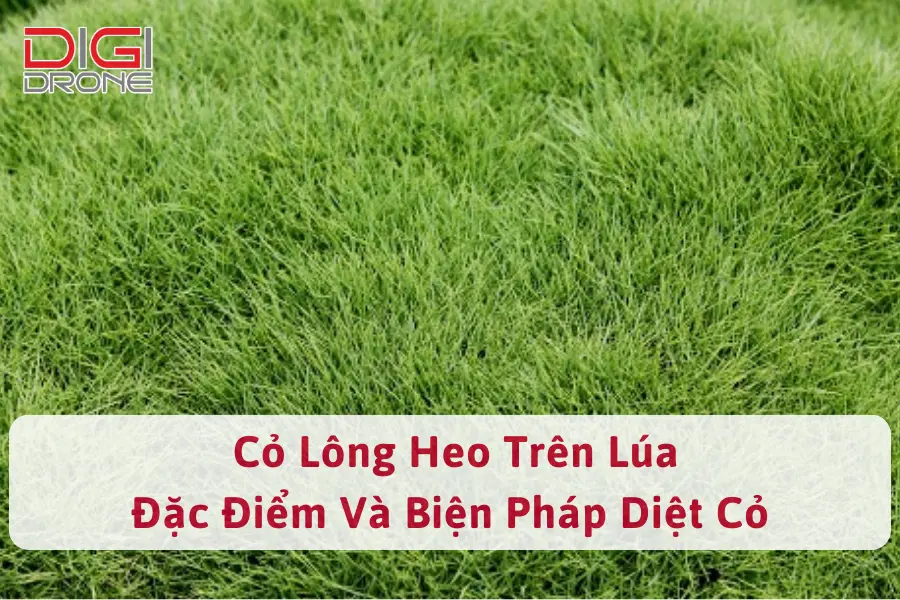 Cỏ lông heo trên lúa | đặc điểm và biện pháp diệt cỏ