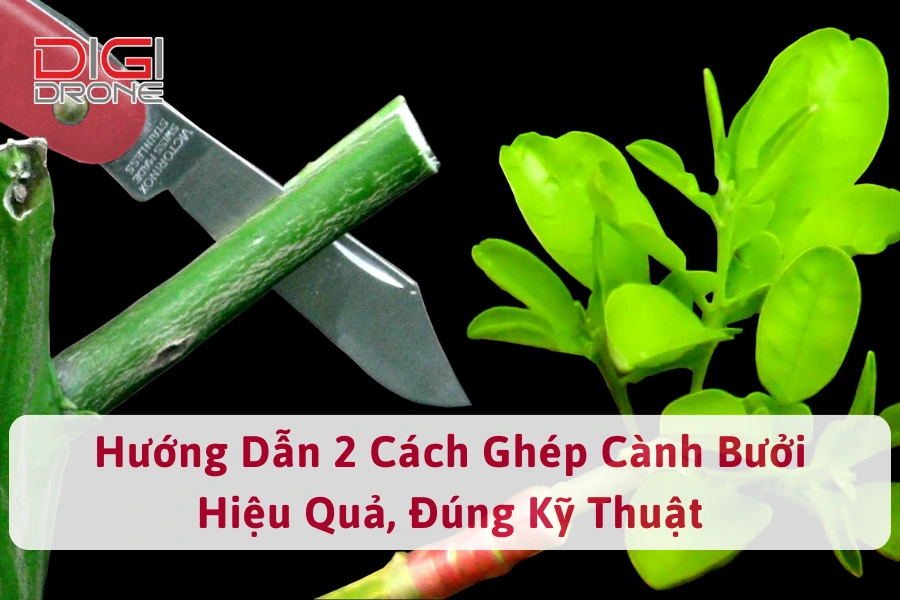 Hướng Dẫn 2 Cách Ghép Cành Bưởi Hiệu Quả, Đúng Kỹ Thuật