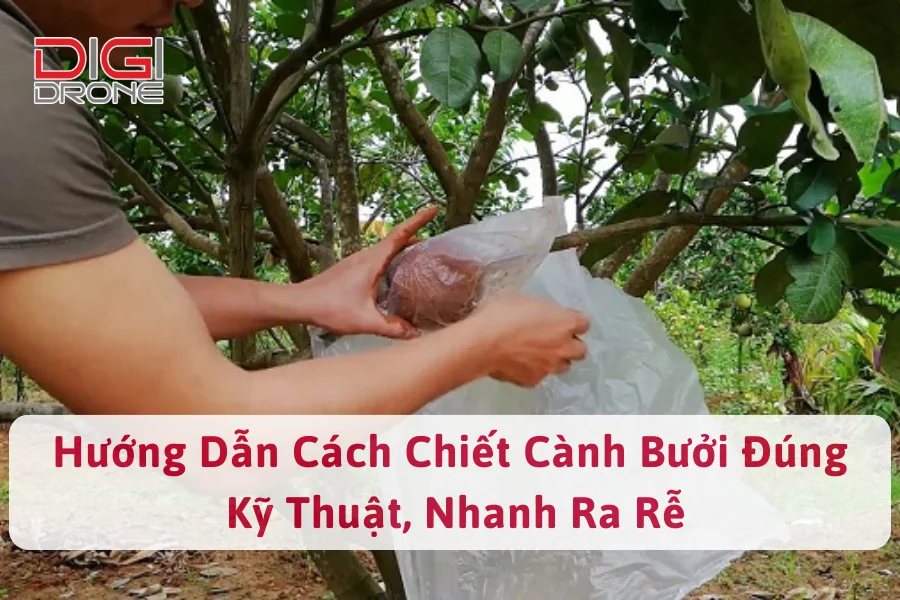 Hướng Dẫn Cách Chiết Cành Bưởi Đúng Kỹ Thuật, Nhanh Ra Rễ