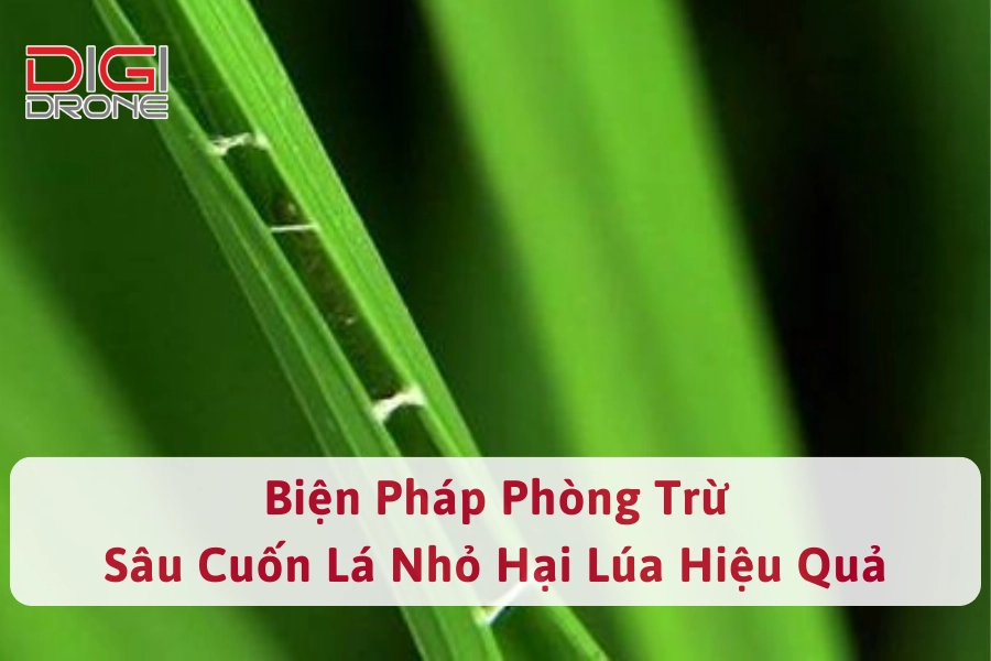 Biện Pháp Phòng Trừ Sâu Cuốn Lá Nhỏ Hại Lúa Hiệu Quả