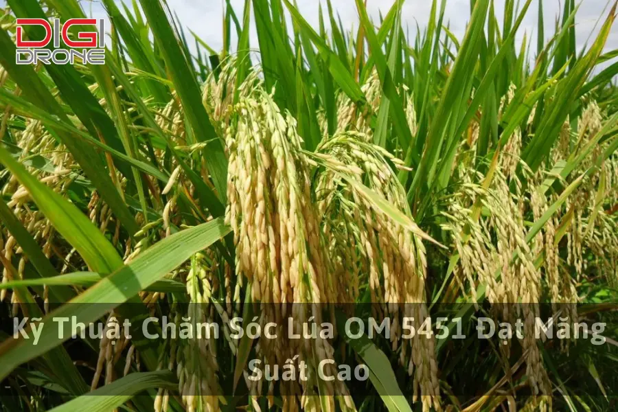 Kỹ Thuật Chăm Sóc Lúa OM 5451 Đạt Năng Suất Cao