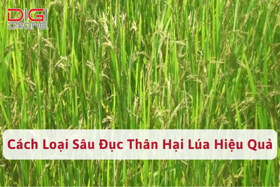 [Phòng Trừ] Các Loại Sâu Đục Thân Hại Lúa Hiệu Quả