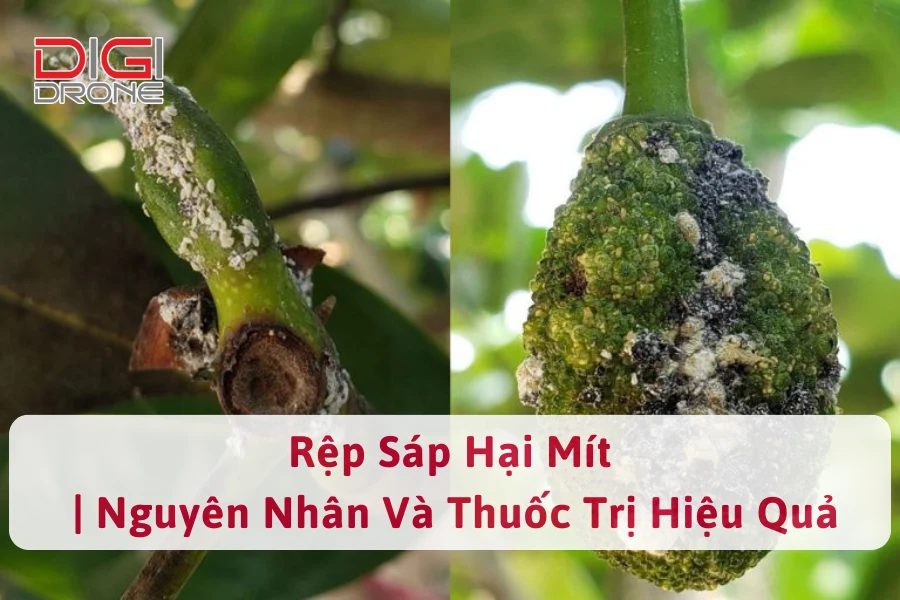 Rệp Sáp Hại Mít | Nguyên Nhân Và Thuốc Trị Hiệu Quả