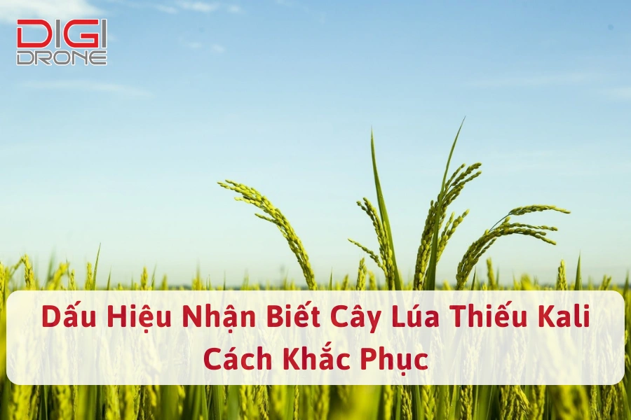Dấu hiệu nhận biết cây lúa thiếu kali và cách khắc phục