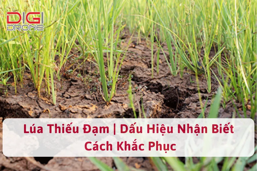 Lúa Thiếu Đạm | Dấu Hiệu Nhận Biết Và Cách Khắc Phục