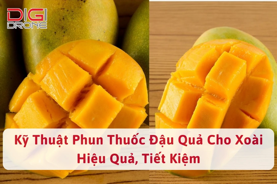 Kỹ Thuật Phun Thuốc Đậu Quả Cho Xoài Hiệu Quả, Tiết Kiệm