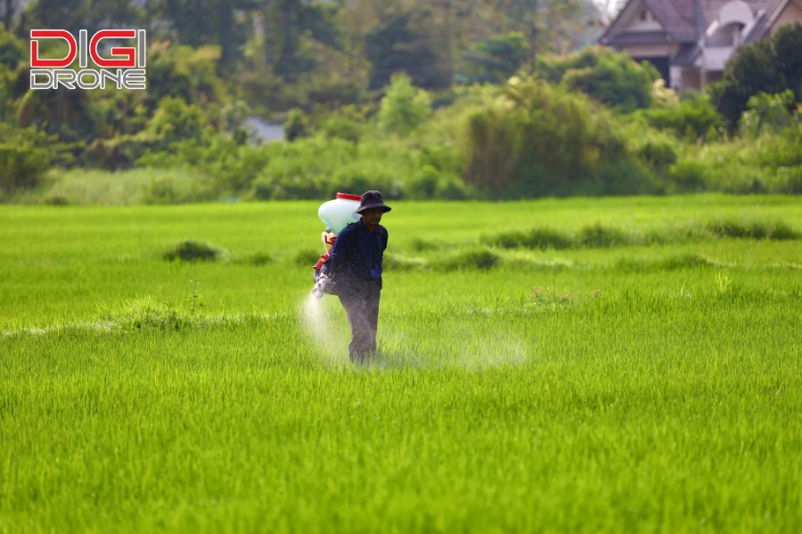Kỹ thuật trồng và chăm sóc lúa