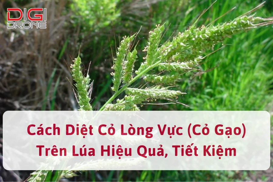 Cách diệt cỏ lòng vực (cỏ gạo) trên lúa hiệu quả, tiết kiệm