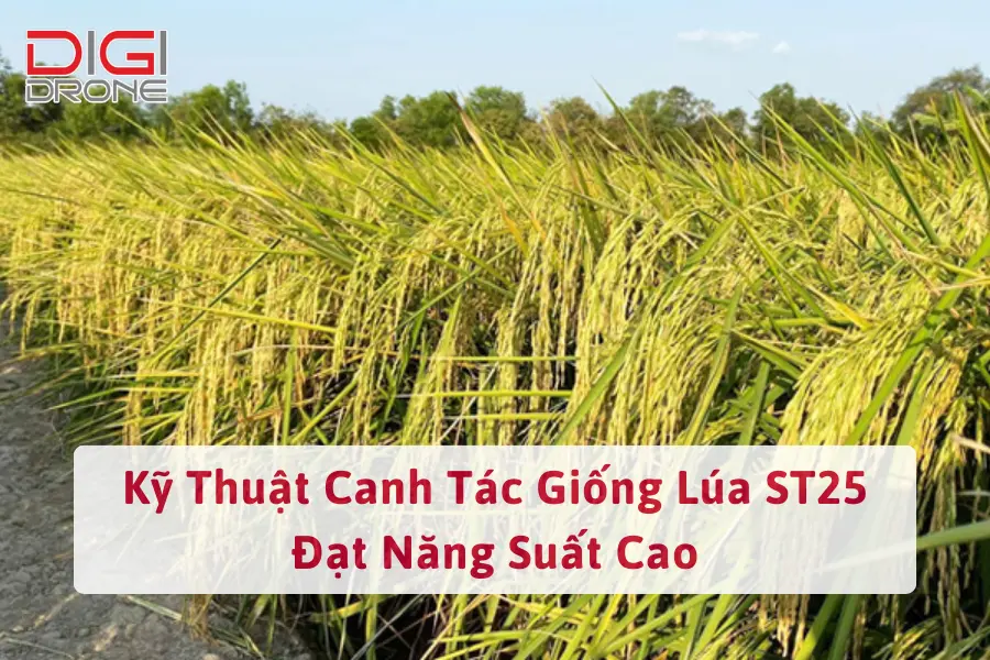 Giống Lúa ST25: Đặc Điểm, Năng Suất & Cách Trồng Hiệu Quả