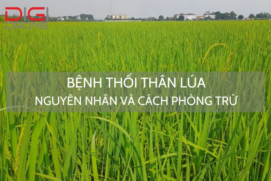 Bệnh Thối Thân Lúa | Nguyên Nhân Và Cách Phòng Trừ