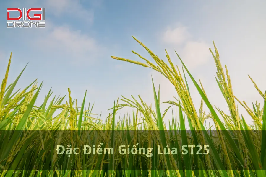 Đặc Điểm Giống Lúa ST25