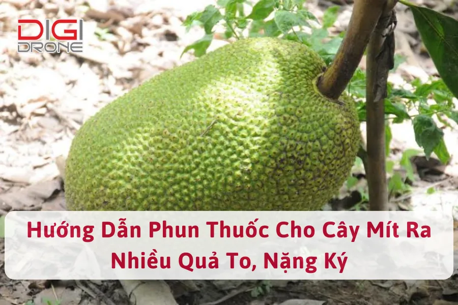 Hướng Dẫn Phun Thuốc Cho Cây Mít Ra Nhiều Quả To, Nặng Ký
