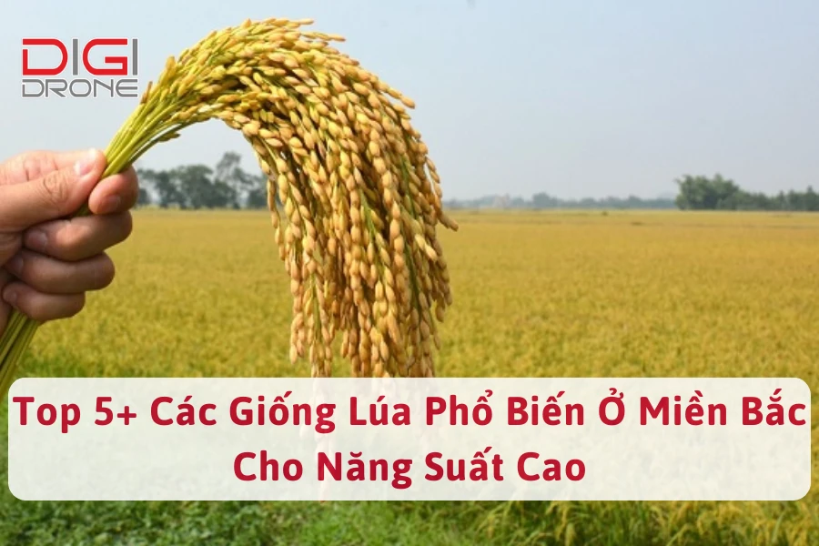 Top 5+ các giống lúa phổ biến ở miền Bắc cho năng suất cao