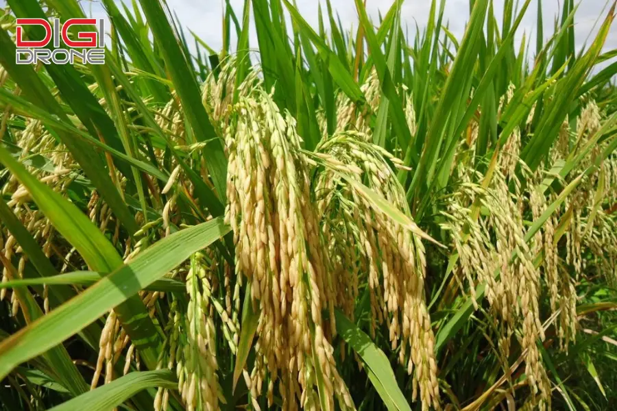 kỹ thuật chăm sóc lúa om 5451