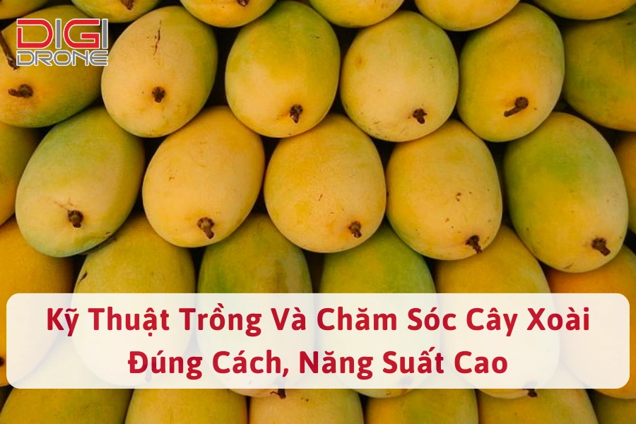 Kỹ Thuật Trồng Và Chăm Sóc Cây Xoài