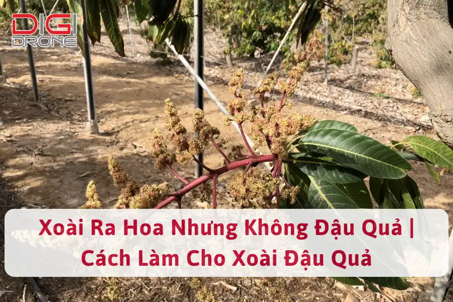 Xoài Ra Hoa Nhưng Không Đậu Quả | Cách Làm Cho Xoài Đậu Quả