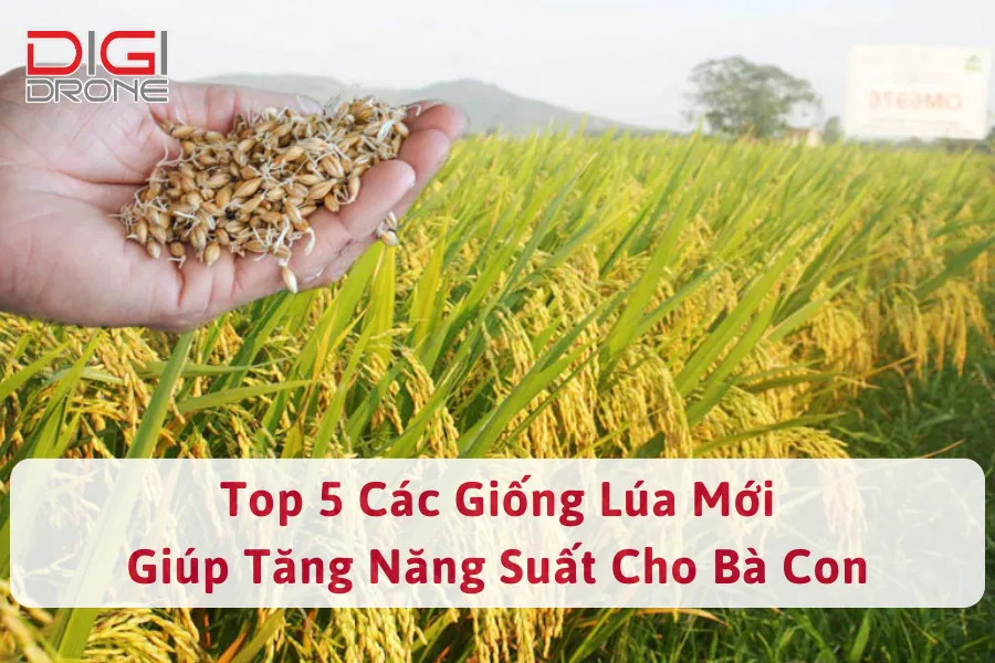 Top 5 các loại giống lúa mới giúp tăng năng suất cho bà con
