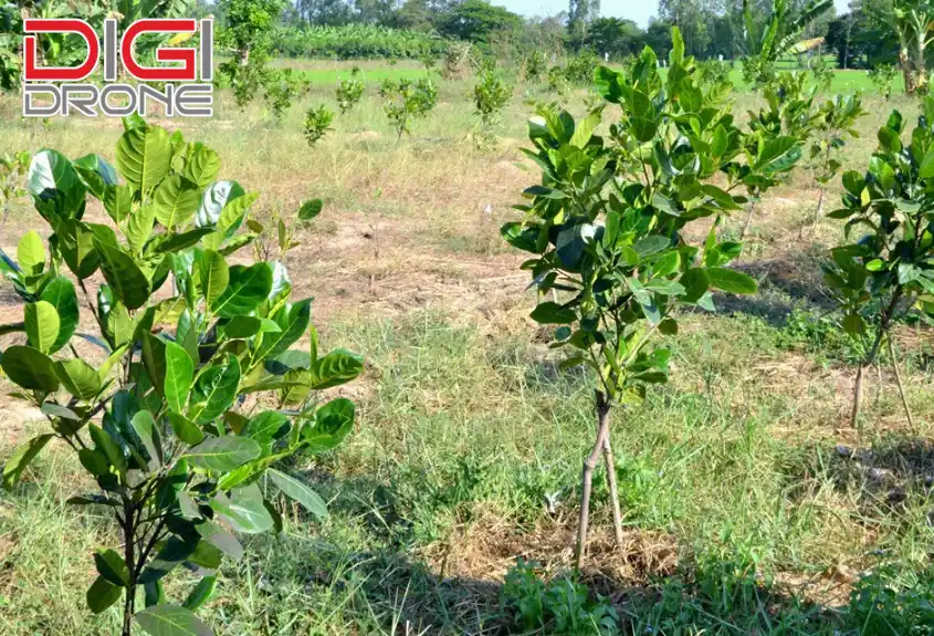 cách trồng cây mít
