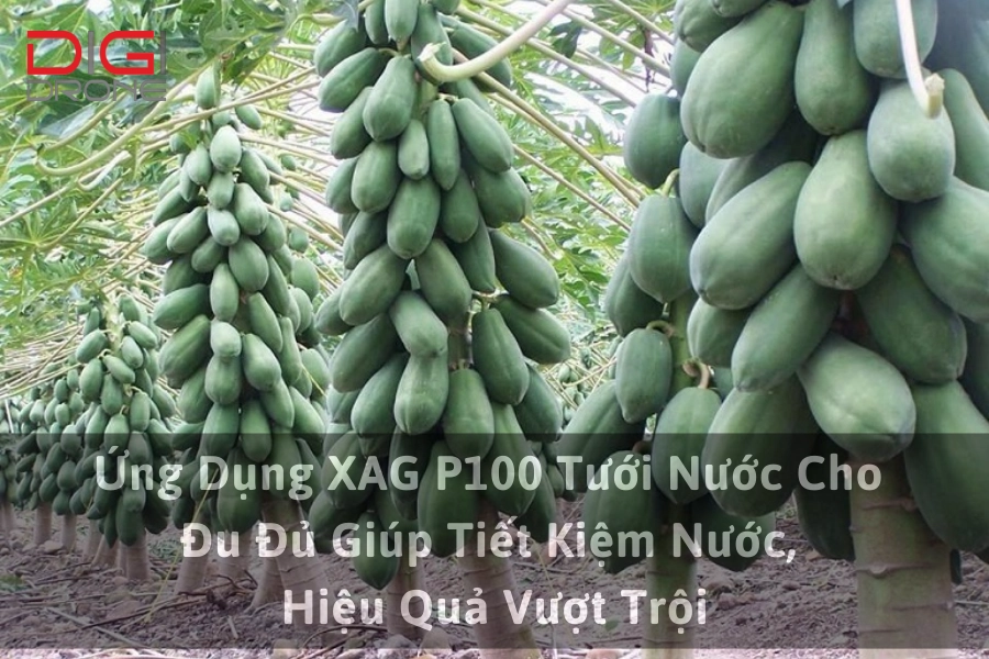 Ứng Dụng XAG P100 Tưới Nước Cho Đu Đủ Giúp Tiết Kiệm Nước, Hiệu Quả Vượt Trội