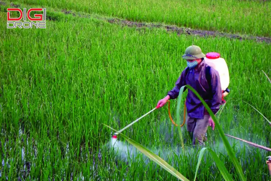 Giai đoạn phòng trừ sâu bệnh
