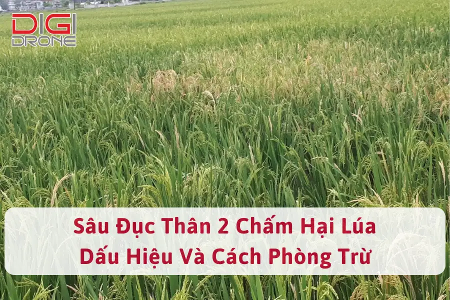 Sâu Đục Thân 2 Chấm Hại Lúa | Dấu Hiệu Và Cách Phòng Trừ 