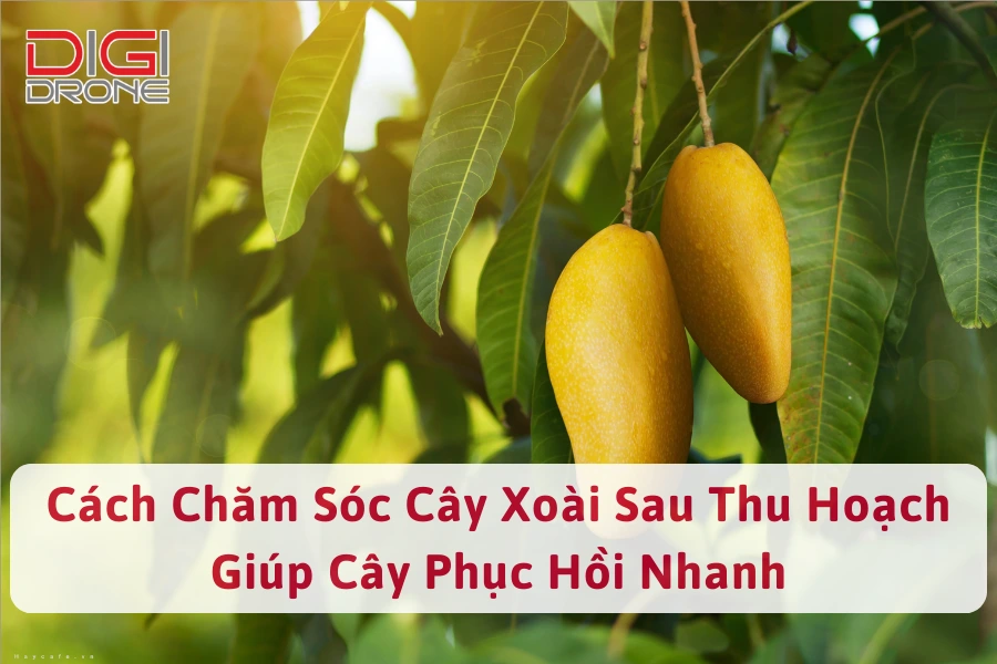 Cách Chăm Sóc Cây Xoài Sau Thu Hoạch Giúp Cây Phục Hồi Nhanh