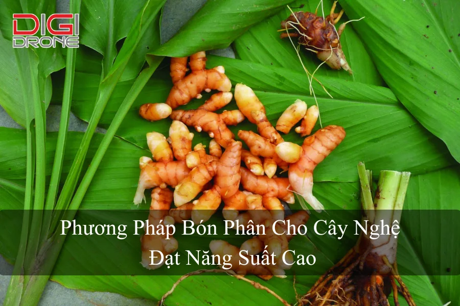 Phương Pháp Bón Phân Cho Cây Nghệ Đạt Năng Suất Cao