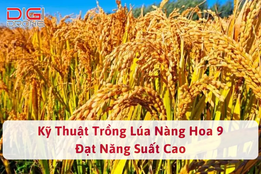 Hướng Dẫn Kỹ Thuật Trồng Lúa Nàng Hoa 9 Đạt Năng Suất Cao 