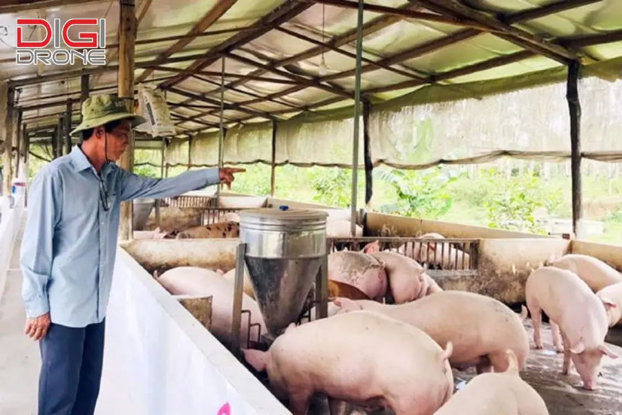 Tương lai của nông nghiệp công nghệ cao trong chăn nuôi