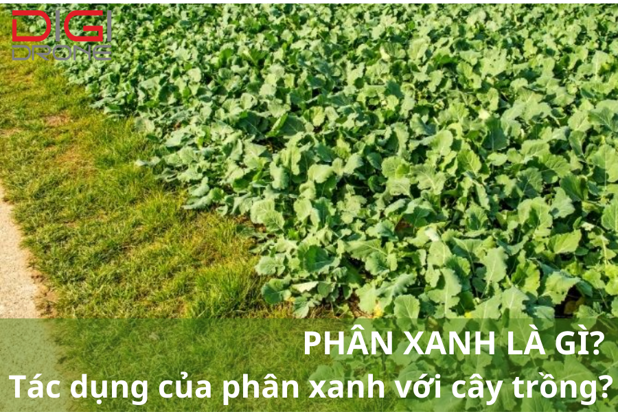 Phân Xanh Là Gì? Các Tác Dụng Của Phân Xanh Với Cây Trồng