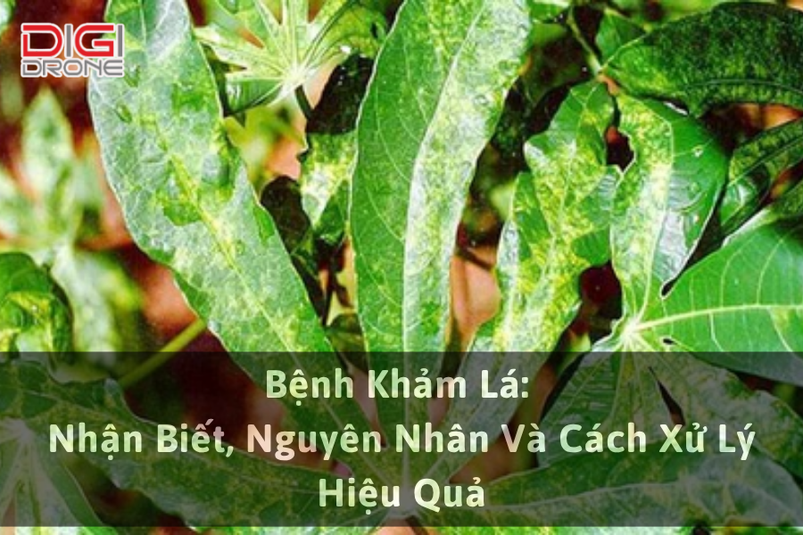 Bệnh Khảm Lá: Nhận Biết, Nguyên Nhân Và Cách Xử Lý Hiệu Quả