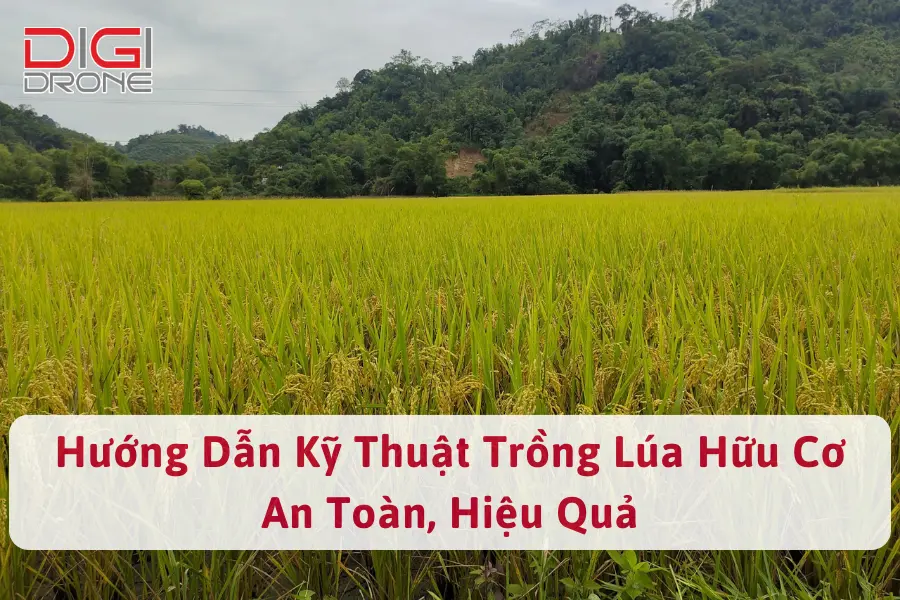 Hướng Dẫn Kỹ Thuật Trồng Lúa Hữu Cơ An Toàn, Hiệu Quả 