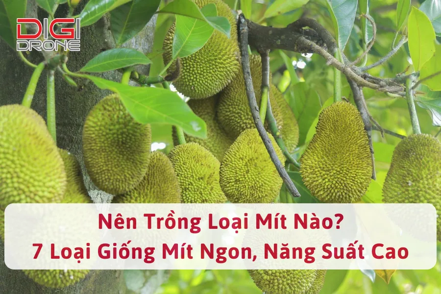 Nên Trồng Loại Mít Nào? 7 Loại Giống Mít Ngon, Năng Suất Cao