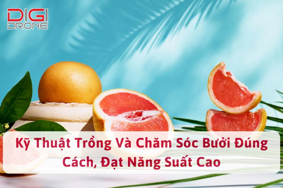 Kỹ Thuật Trồng Và Chăm Sóc Bưởi 