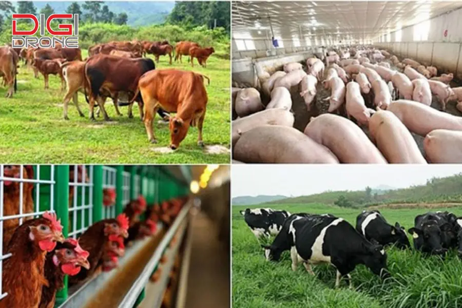 Ứng dụng công nghệ cao trong các loại hình chăn nuôi phổ biến