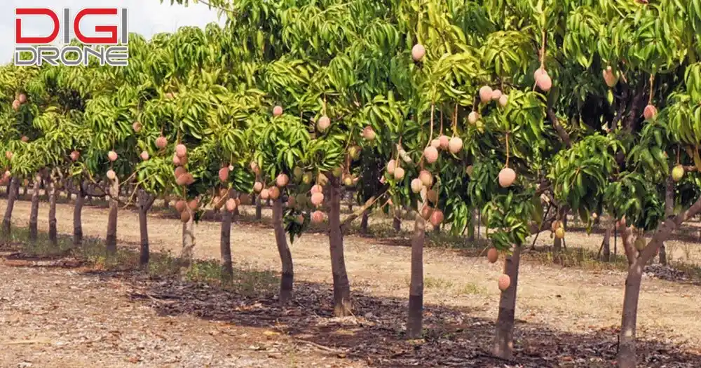 cách trồng xoài
